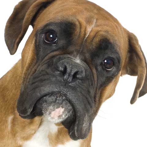 Boxer-face.jpg